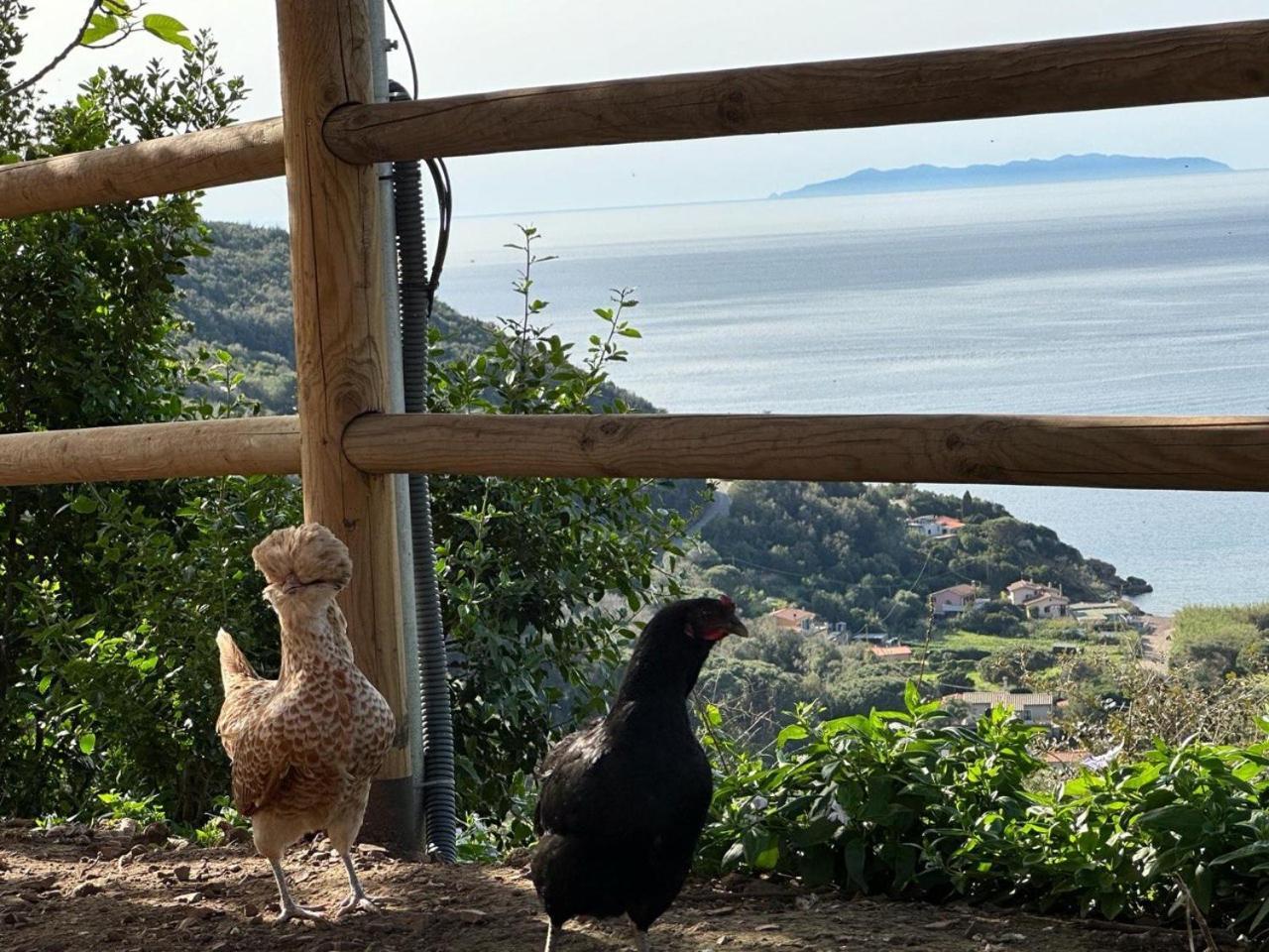 Agriturismo Paradisa Rio dellʼElba エクステリア 写真