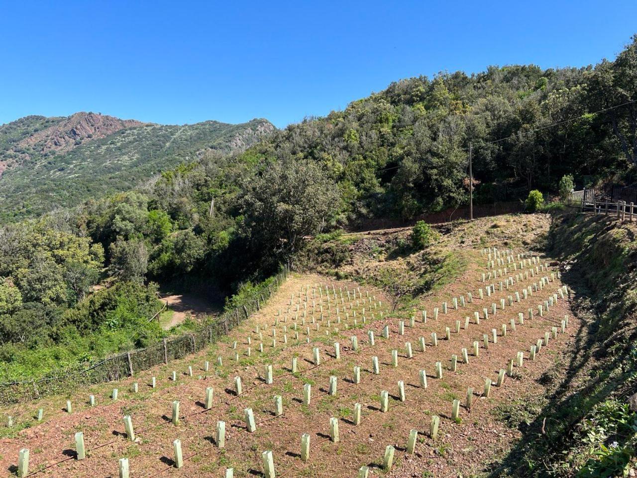 Agriturismo Paradisa Rio dellʼElba エクステリア 写真